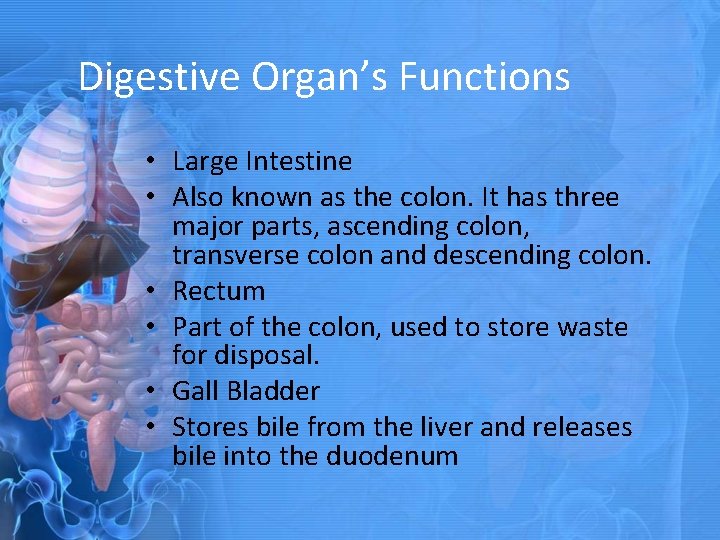 Digestive Organ’s Functions • Large Intestine • Also known as the colon. It has