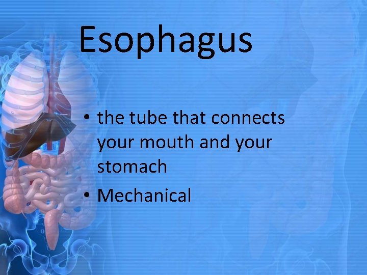 Esophagus • the tube that connects your mouth and your stomach • Mechanical 