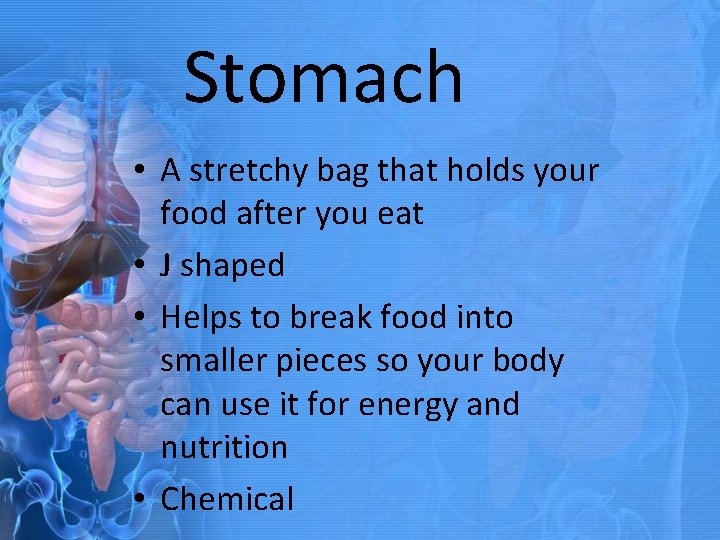 Stomach • A stretchy bag that holds your food after you eat • J