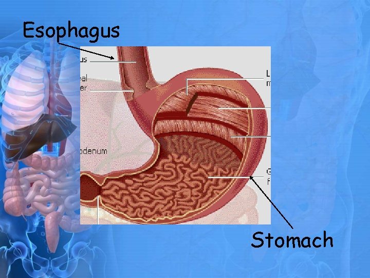 Esophagus Stomach 