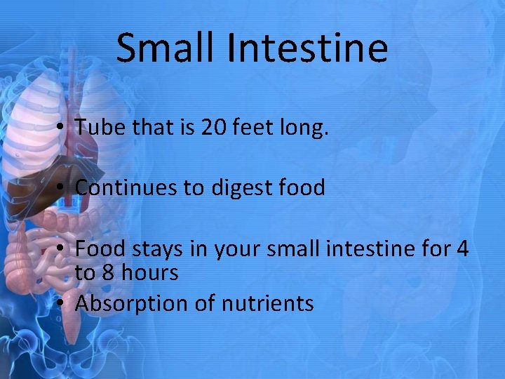 Small Intestine • Tube that is 20 feet long. • Continues to digest food