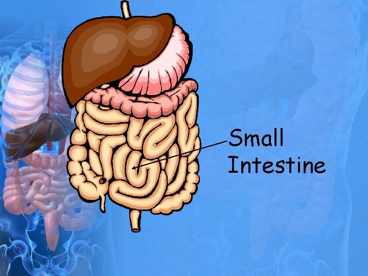 Small Intestine 