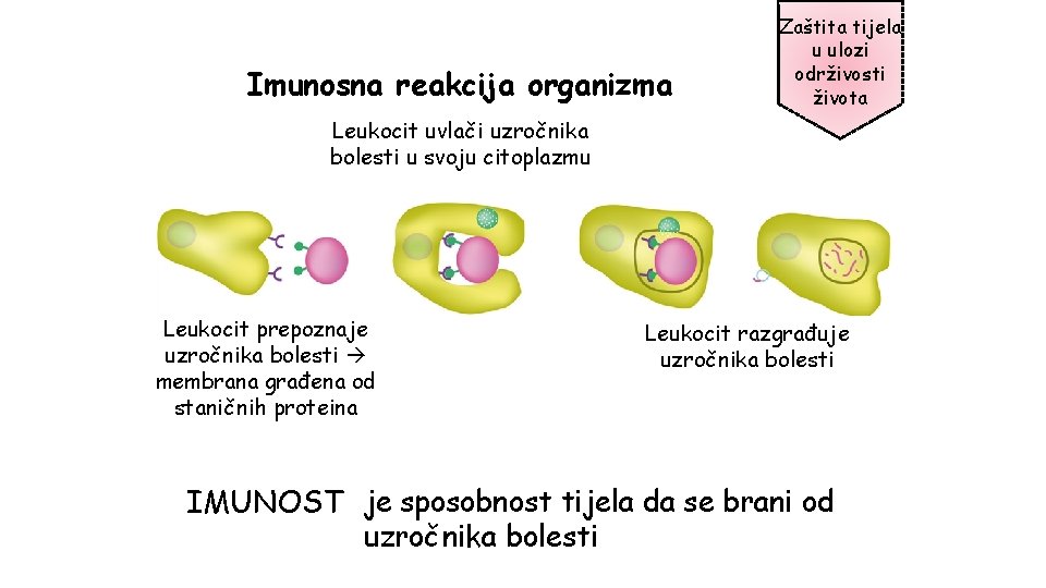 Imunosna reakcija organizma Zaštita tijela u ulozi održivosti života Leukocit uvlači uzročnika bolesti u