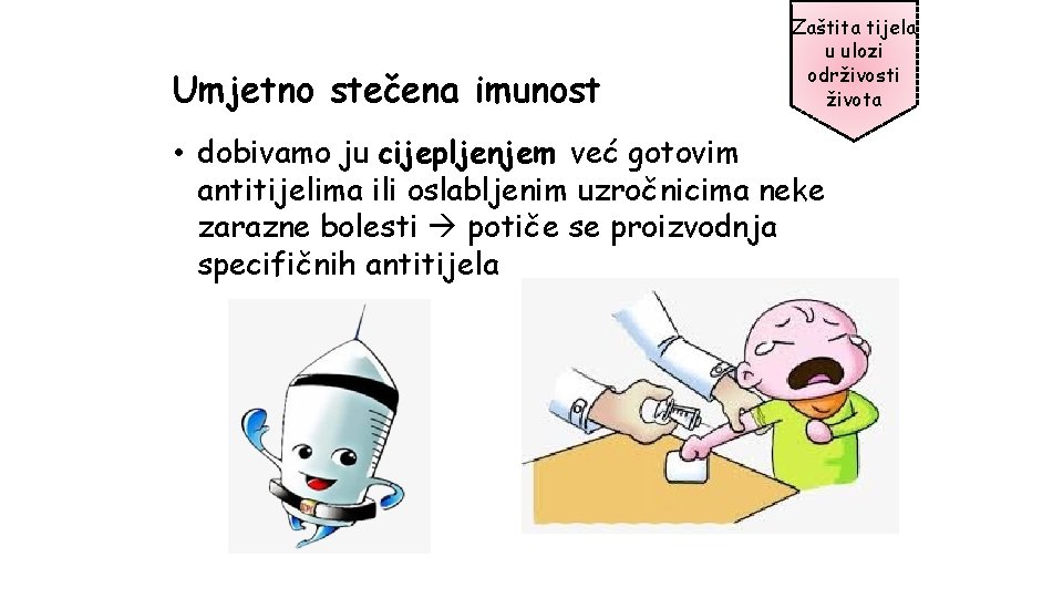 Umjetno stečena imunost Zaštita tijela u ulozi održivosti života • dobivamo ju cijepljenjem već