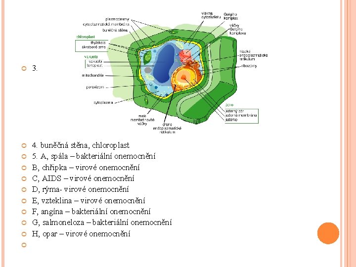  3. 4. buněčná stěna, chloroplast 5. A, spála – bakteriální onemocnění B, chřipka