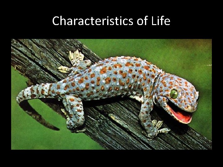 Characteristics of Life 