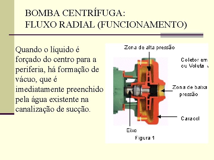 BOMBA CENTRÍFUGA: FLUXO RADIAL (FUNCIONAMENTO) Quando o líquido é forçado do centro para a