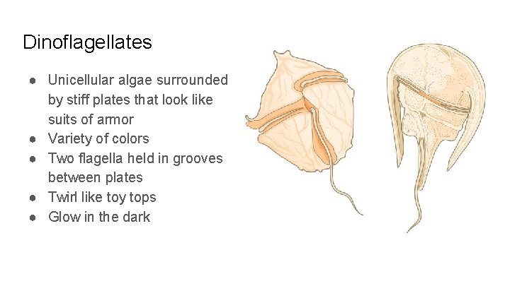 Dinoflagellates ● Unicellular algae surrounded by stiff plates that look like suits of armor