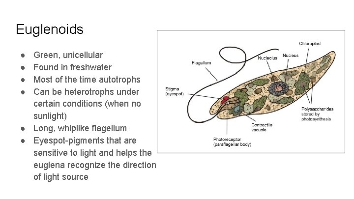 Euglenoids ● ● Green, unicellular Found in freshwater Most of the time autotrophs Can