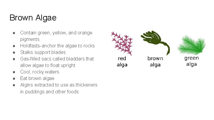 Brown Algae ● ● ● ● Contain green, yellow, and orange pigments Holdfasts-anchor the