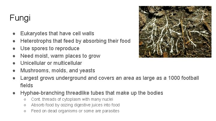 Fungi ● ● ● ● Eukaryotes that have cell walls Heterotrophs that feed by