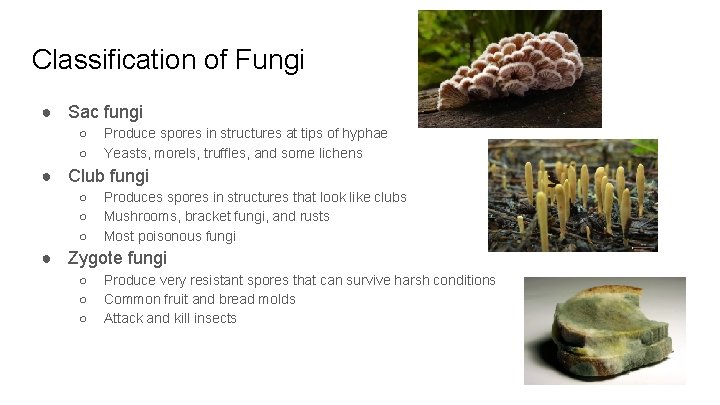 Classification of Fungi ● Sac fungi ○ ○ Produce spores in structures at tips