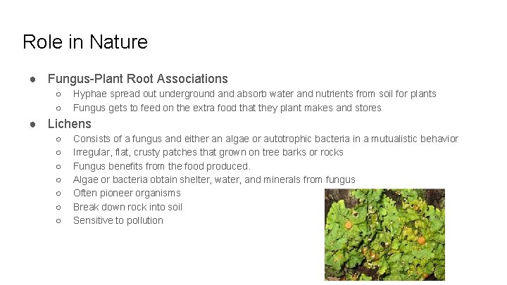 Role in Nature ● Fungus-Plant Root Associations ○ ○ Hyphae spread out underground absorb