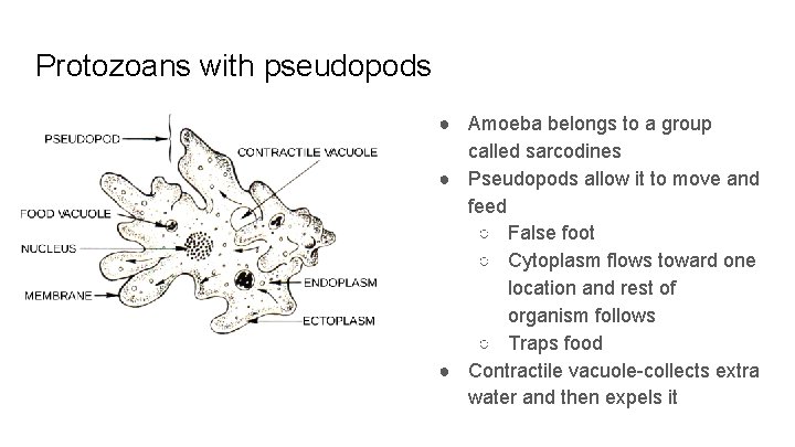 Protozoans with pseudopods ● Amoeba belongs to a group called sarcodines ● Pseudopods allow