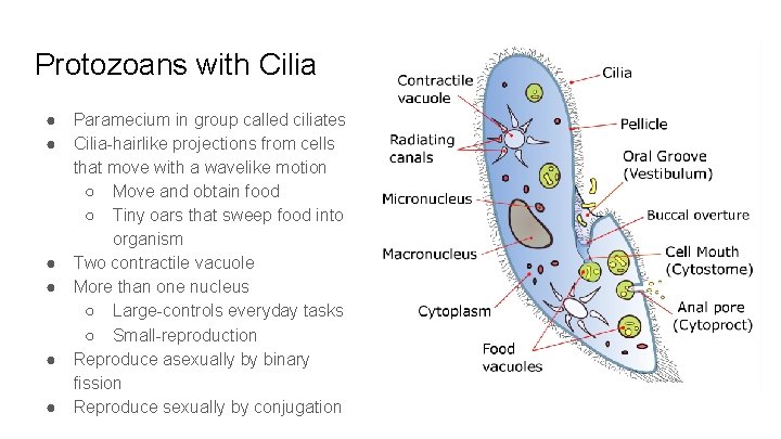 Protozoans with Cilia ● ● ● Paramecium in group called ciliates Cilia-hairlike projections from