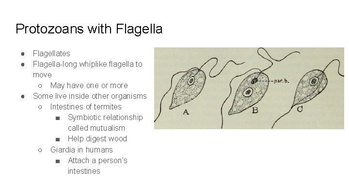 Protozoans with Flagella ● ● ● Flagellates Flagella-long whiplike flagella to move ○ May