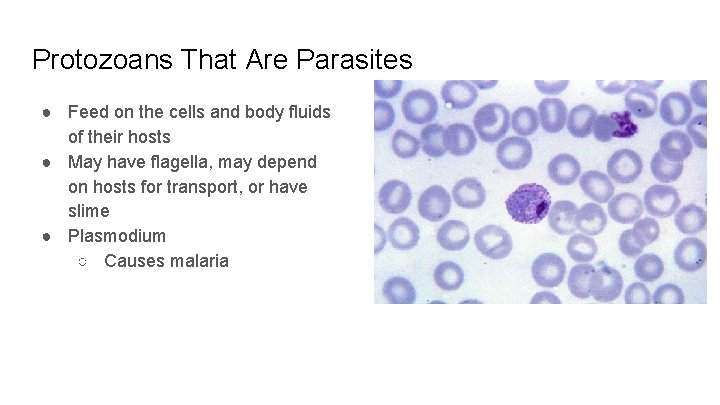 Protozoans That Are Parasites ● Feed on the cells and body fluids of their