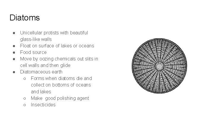 Diatoms ● ● ● Unicellular protists with beautiful glass-like walls Float on surface of