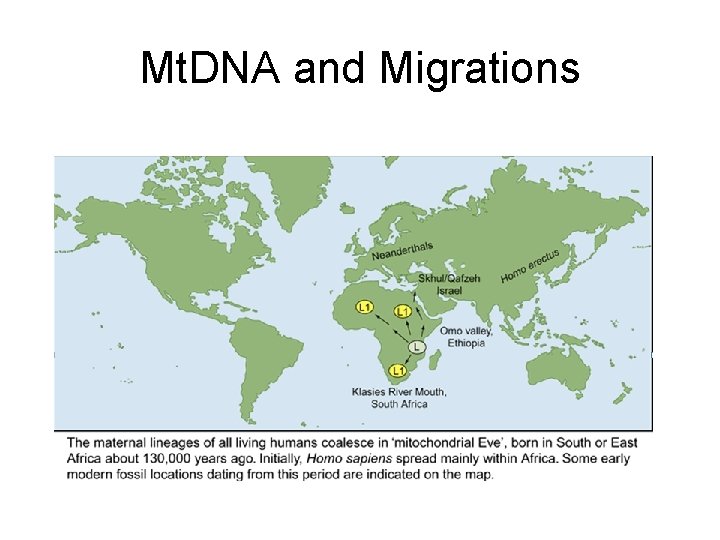 Mt. DNA and Migrations 