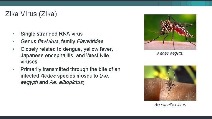 Zika Virus (Zika) • • Single stranded RNA virus Genus flavivirus, family Flaviviridae Closely