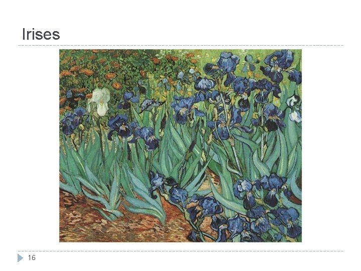 Irises 16 