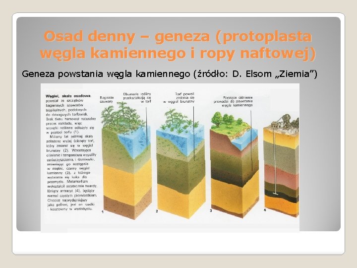 Osad denny – geneza (protoplasta węgla kamiennego i ropy naftowej) Geneza powstania węgla kamiennego