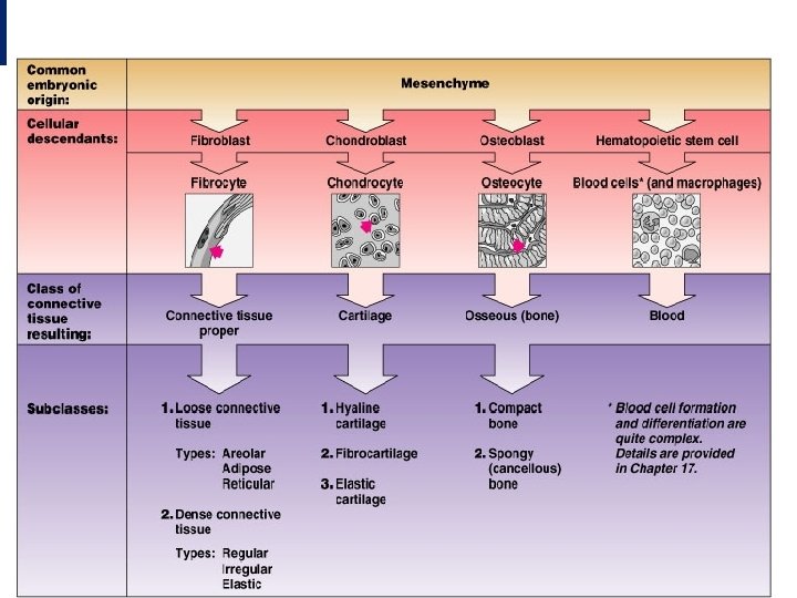 Connective tisse By Dr. PARDEEP KUMAR 
