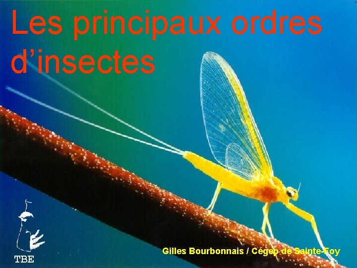 Les principaux ordres d’insectes TBE Gilles Bourbonnais / Cégep de Sainte-Foy 