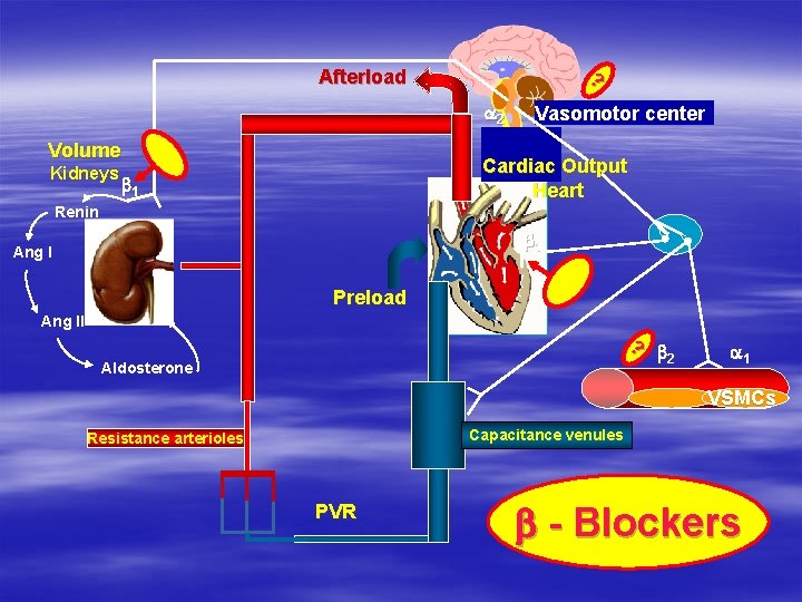 ? Afterload a 2 Volume Kidneys Vasomotor center Cardiac Output Heart b 1 Renin