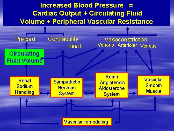 Increased Blood Pressure = Cardiac Output + Circulating Fluid Volume + Peripheral Vascular Resistance