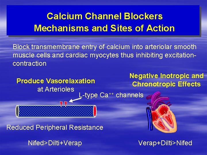 Calcium Channel Blockers Mechanisms and Sites of Action Block transmembrane entry of calcium into