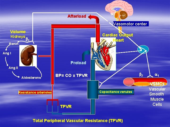 Afterload a 2 Vasomotor center Volume Renin Cardiac Output Heart b 1 V b