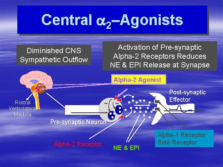Central a 2–Agonists Diminished CNS Sympathetic Outflow Activation of Pre-synaptic Alpha-2 Receptors Reduces NE