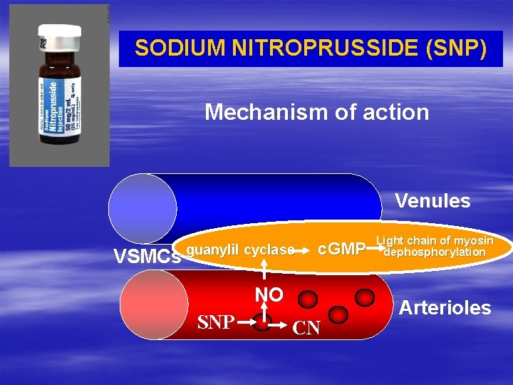 SODIUM NITROPRUSSIDE (SNP) Mechanism of action Venules VSMCs guanylil cyclase c. GMP NO SNP