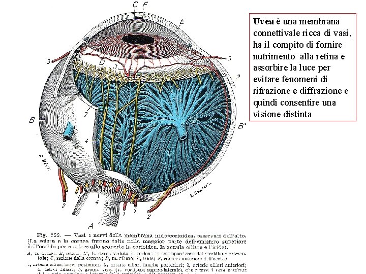 Uvea è una membrana connettivale ricca di vasi, ha il compito di fornire nutrimento
