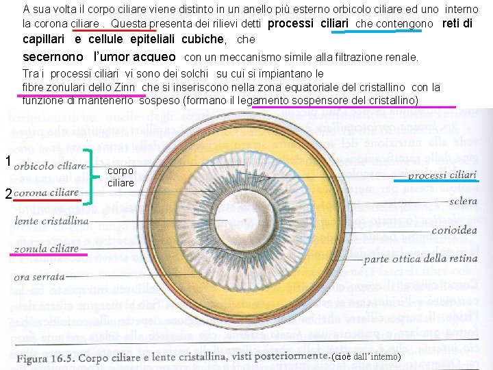A sua volta il corpo ciliare viene distinto in un anello più esterno orbicolo