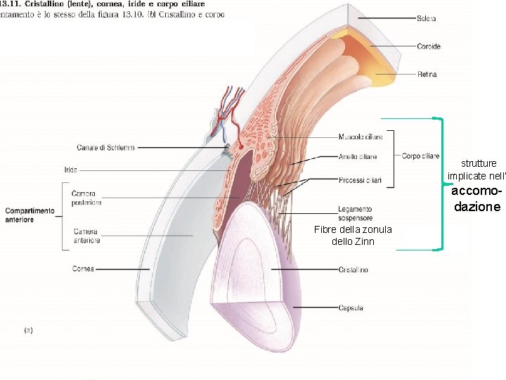 strutture implicate nell’ accomodazione Fibre della zonula dello Zinn 