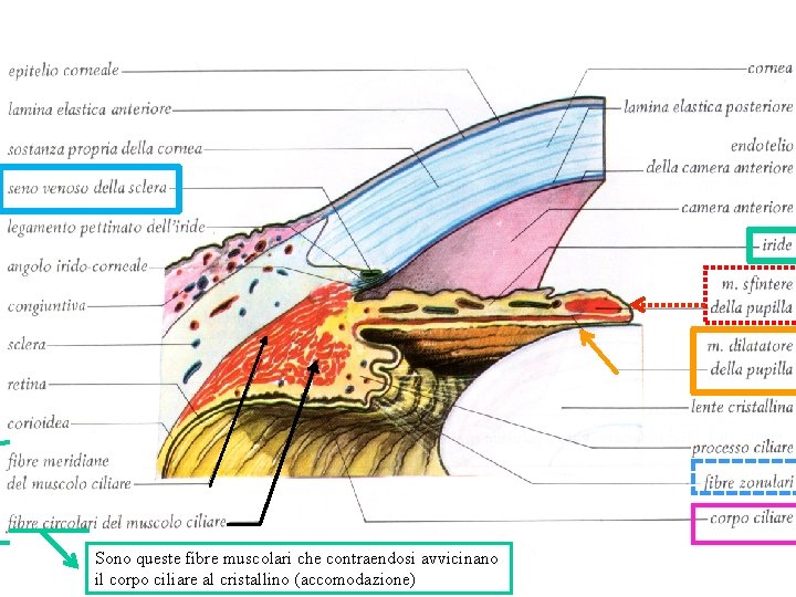 Sono queste fibre muscolari che contraendosi avvicinano il corpo ciliare al cristallino (accomodazione) 