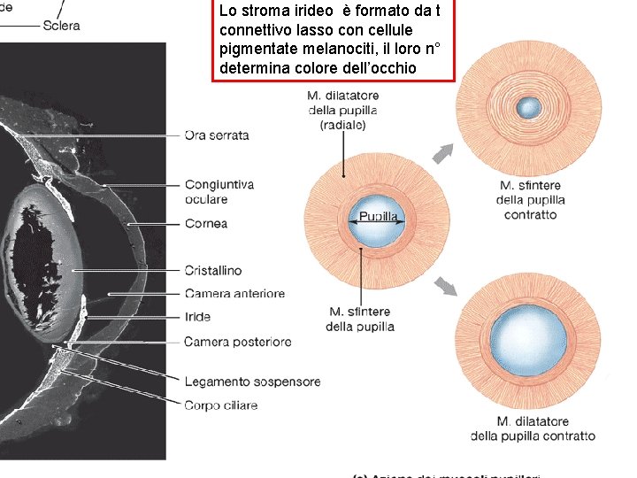 Lo stroma irideo è formato da t connettivo lasso con cellule pigmentate melanociti, il