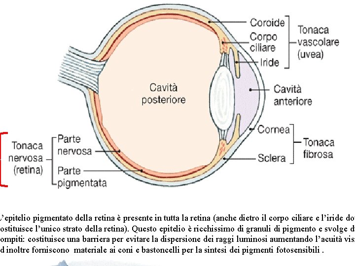 L’epitelio pigmentato della retina è presente in tutta la retina (anche dietro il corpo
