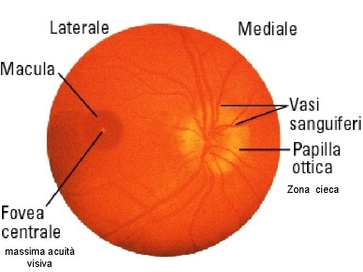 Zona cieca massima acuità visiva 