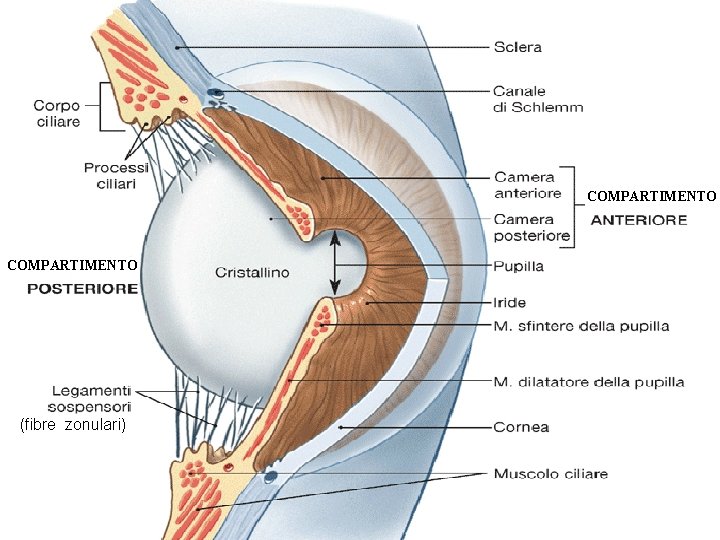 COMPARTIMENTO om COMPARTIMENTO (fibre zonulari) 