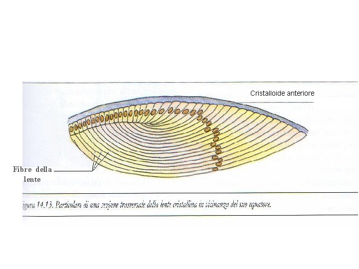 Cristalloide anteriore Fibre della lente 