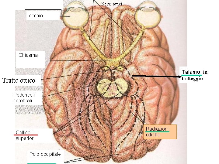 Nervi ottici occhio Chiasma Talamo in tratteggio Tratto ottico Peduncoli cerebrali Collicoli superiori Polo