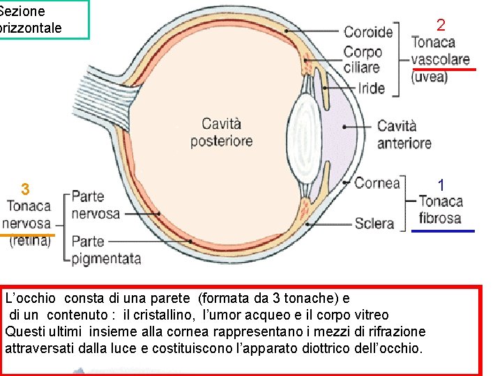 Sezione orizzontale 2 3 1 L’occhio consta di una parete (formata da 3 tonache)