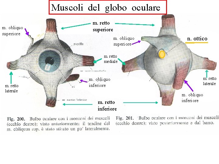 Muscoli del globo oculare m. obliquo superiore m. retto superiore m. obliquo superiore n.