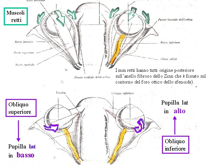 Muscoli retti I mm retti hanno tutti origine posteriore sull’anello fibroso dello Zinn che