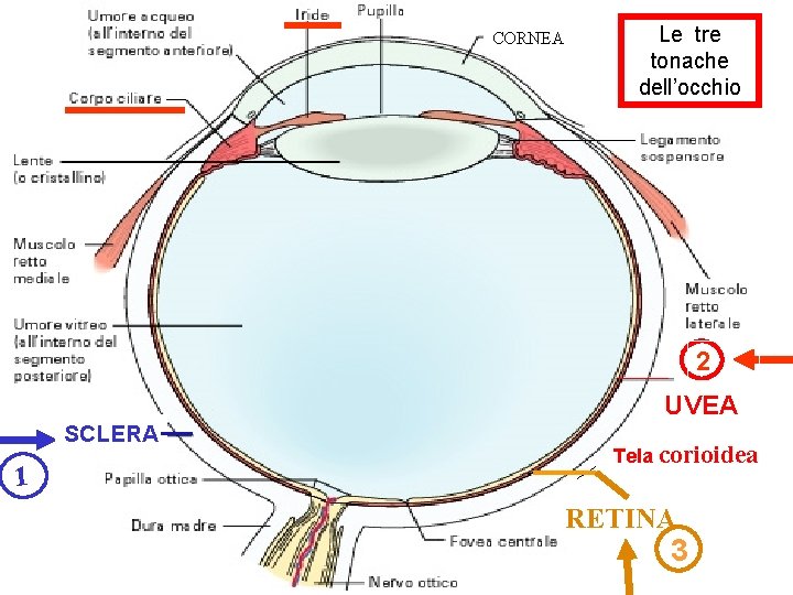CORNEA Le tre tonache dell’occhio 2 UVEA SCLERA 1 Tela corioidea RETINA 3 