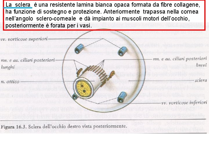 La sclera è una resistente lamina bianca opaca formata da fibre collagene, ha funzione