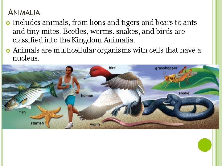 ANIMALIA Includes animals, from lions and tigers and bears to ants and tiny mites.